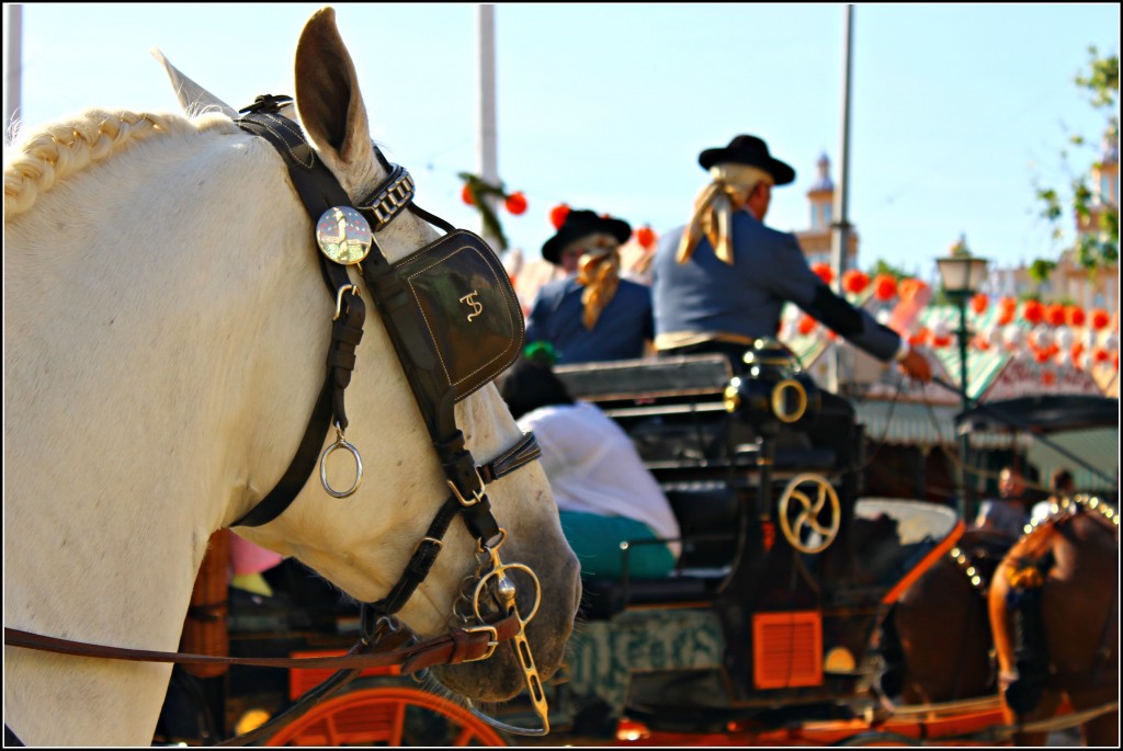 feria horses april fair seville