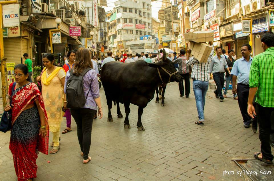 Holy Cows in India